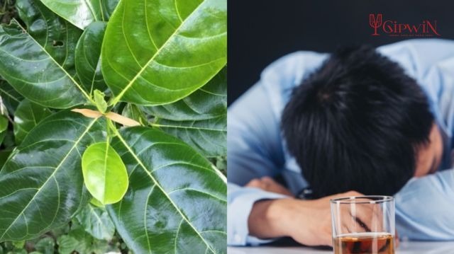 Lá mít giải rượu được không? Cần lưu ý điều gì khi thực hiện?