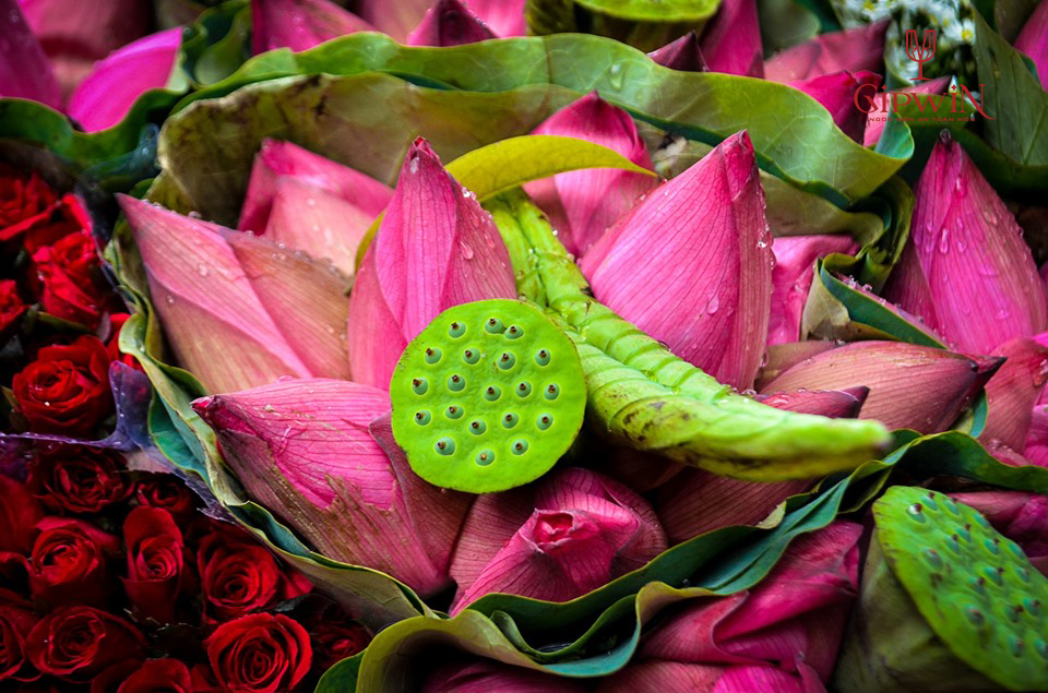 Cách ngâm rượu sen với máy lão hóa rượu Gipwin 2 Cách ngâm rượu sen với máy lão hóa rượu Gipwin