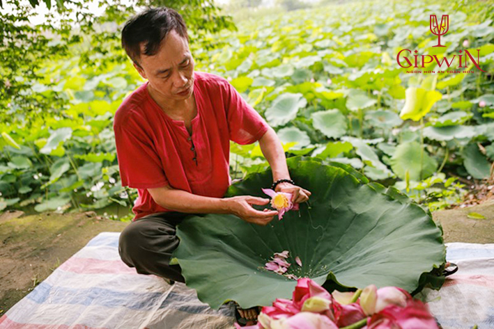 Cách ngâm rượu sen với máy lão hóa rượu Gipwin 3 Cách ngâm rượu sen với máy lão hóa rượu Gipwin