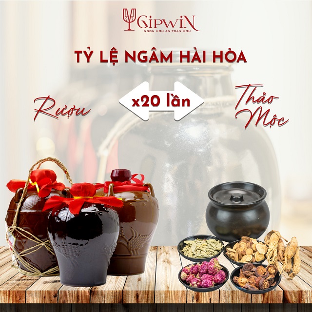 cách ngâm rượu thuốc đúng