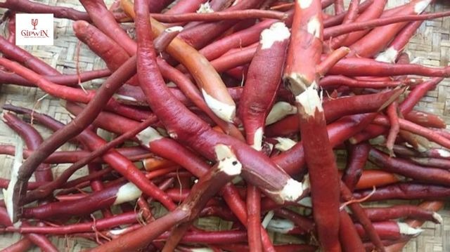 Rượu sâm cau - Thức uống nâng cao sức khỏe, khơi dậy bản lĩnh 3 Cách ngâm rượu sâm cau