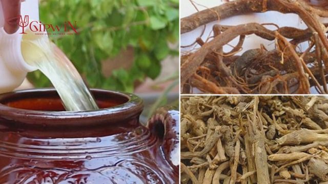Làm thuốc từ cây cỏ xước ngâm rượu 3 Làm thuốc từ cây cỏ xước ngâm rượu