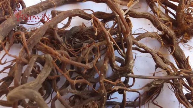 Làm thuốc từ cây cỏ xước ngâm rượu 4 Làm thuốc từ cây cỏ xước ngâm rượu