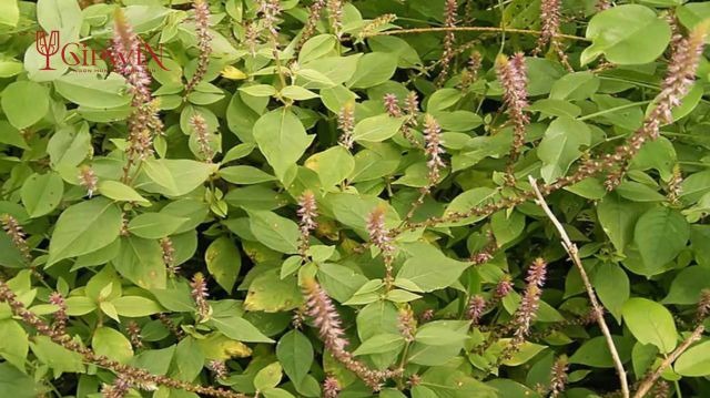 Làm thuốc từ cây cỏ xước ngâm rượu 2 Làm thuốc từ cây cỏ xước ngâm rượu