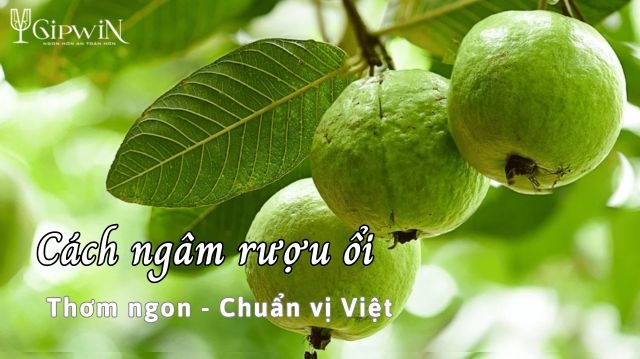 Cách ngâm rượu ổi chuẩn vị Việt 1 Cách ngâm rượu ổi chuẩn vị Việt